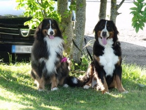 bovaro del bernese raduno grabber folgaria 2016 7